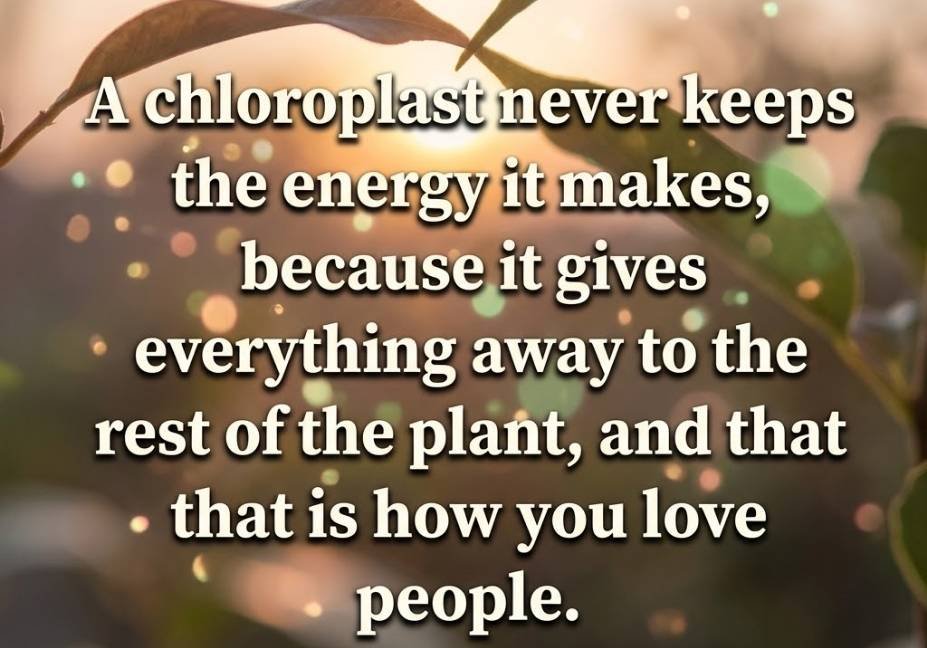 Romantic chloroplast pick up lines with two leaves touching under a soft sunset glow